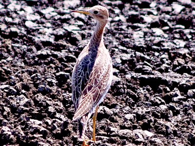 Upland Sandpiper - 8-22-10 imm. Ensley