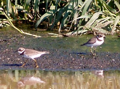 Semipalmated Plover - 8-24-10 NTP immature