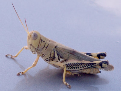 Grasshopper - family Short-horned - Differential Grasshopper.