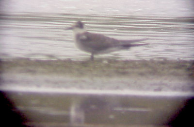 Black Tern - 8-28-10 - NTP - molting adult.