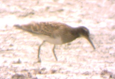 Odd Pectoral Sandpiper