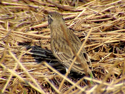 Quiz Bird.