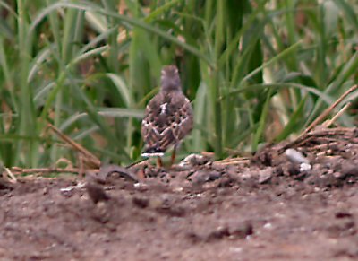 Quiz Bird - Sept. 2010.