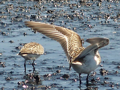 Bairds Sandpiper - 9-6-10 wing aspect ratio