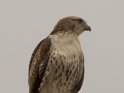 Red-tailed Hawk - 9-11-10 imm. President's Island