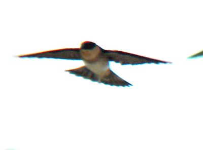 Cave Swallow -TN-First Photo Documented - Mud island 9-30-06