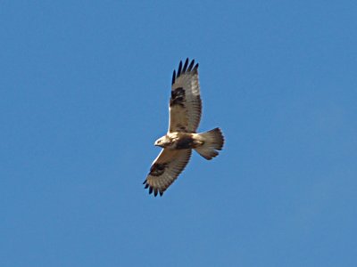 Rough-legged Hawk - 2-2-08 Tunica Co. MS