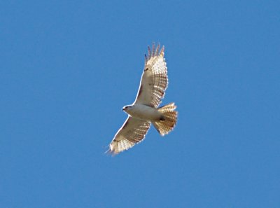 Red-tailed Hawk - kriders imm.- Tunica