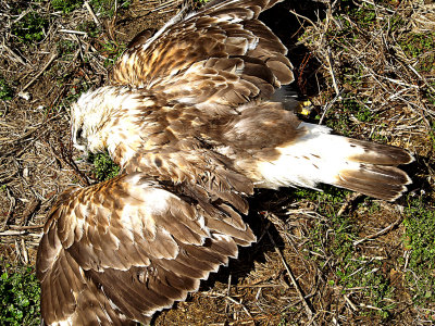 Rough-legged Hawk  - full body dorsal