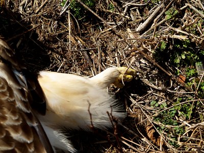 Rough-legged Hawk  - tarsus feathered down to the foot