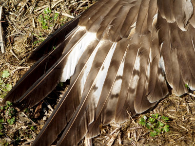 Rough-legged Hawk - right underwing