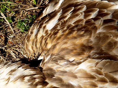 Rough-legged Hawk - right wing upper coverts