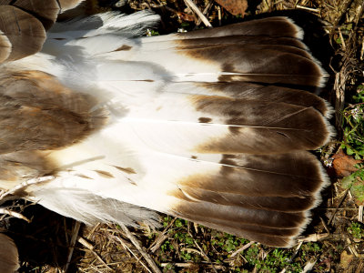 Rough-legged Hawk - dorsal tail