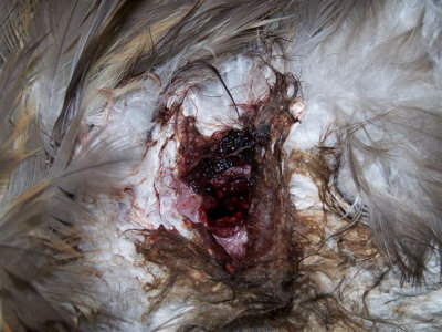 Rough-legged Hawk -- bullet wound
