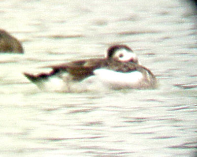 Long-tailed Duck -adult female  2-16-08 Robco Lake