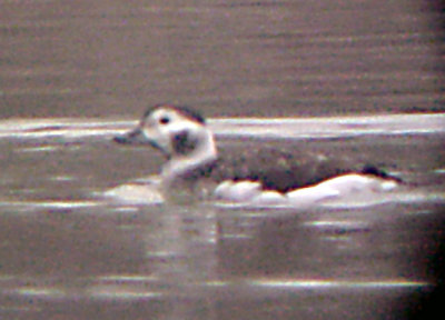 Long-tailed Duck - 2-24-08 Robco  Lake