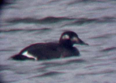 White-winged Scoter - Coro Lake -imm female