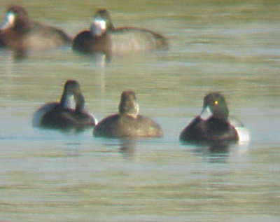Black Scoter - 2-24-08 female - with Greater Scaup