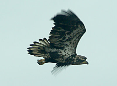 Bald Eagle - sub-adult - Robco 2-24-08