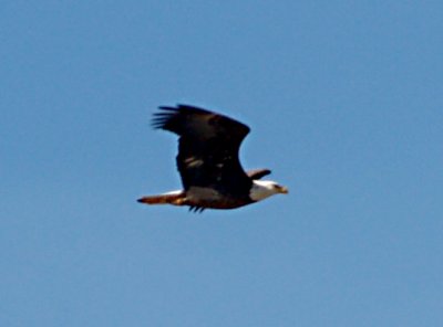 Bald Eagle -adult 2-10-08 - Ensley Bottoms