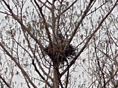 Great Horned Owl - nest off Highway 61 Desoto Co. MS
