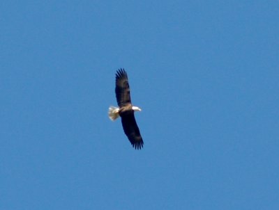 Bald Eagle - adult Robco Lake 3-2-08