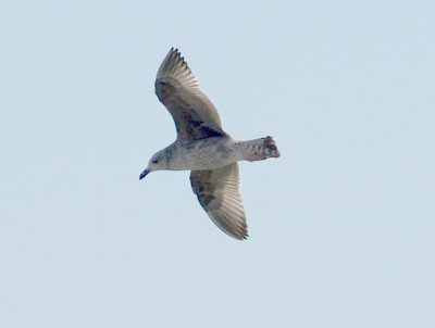 Lesser Black-backed Gull - 3-9-08 Pickwick Dam -first winter plumage