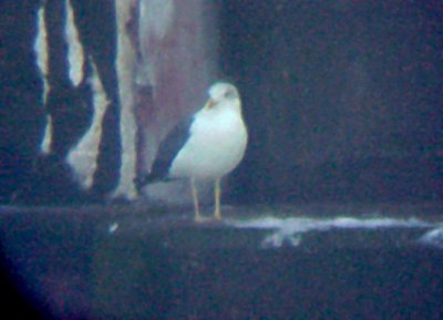 Lesser Black-backed Gull - adult 3-9-08 Pickwick Dam