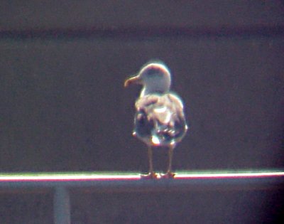 Lesser Black-backed Gull - adult 3-9-08 Pickwick Dam Lock