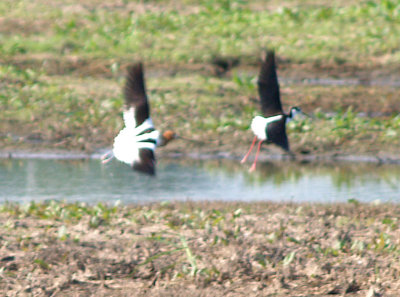 Avocet - 5-18-08 chasing BNS