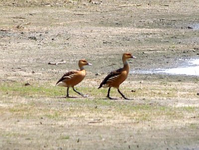 Fulvous Whistling-Duck - 5-18-08