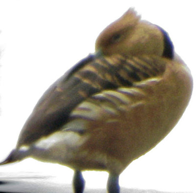 Fulvous Whistling-Duck -5-18-08
