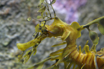 Monterey Bay Aquarium