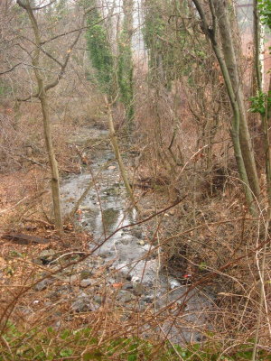 Vine Creek flows gently toward the Schuylkill