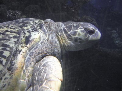 At the Boston Aquarium, Myrtle the Turtle