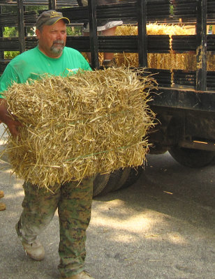 Bringing hay to border the dug-up dirt