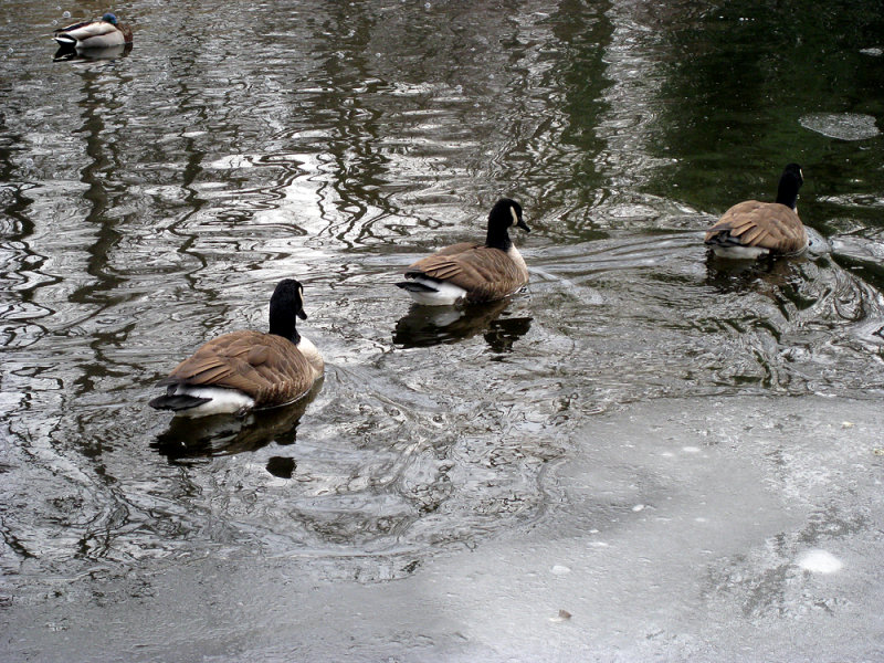 Geese #1