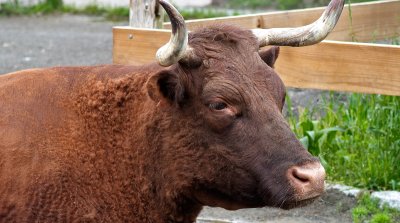 Big Old Cow