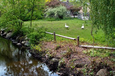 Two Geese by a River