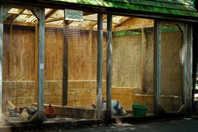 Caged Fowl
