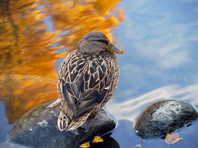 Reflection of Fall