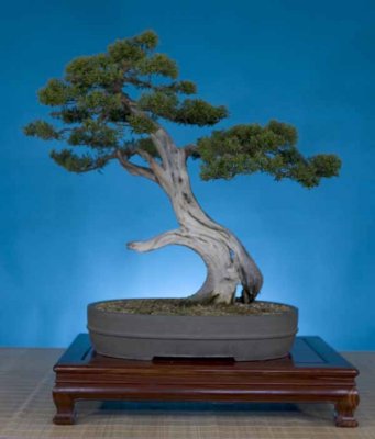 Juniperus californica, 29 inches