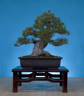 Pinus thunbergii, 17 inches