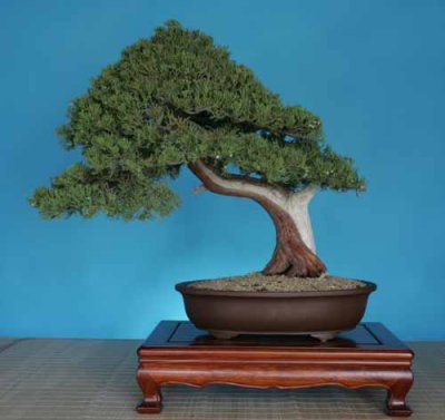 Juniperus chinensis prostrata