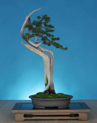 Juniperus chinensis