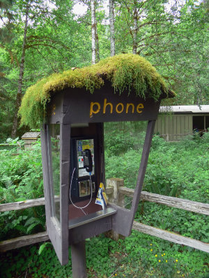 Hoh Rain Forest