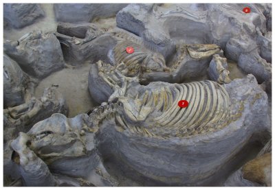 Ashfall - fossil rhino & horse