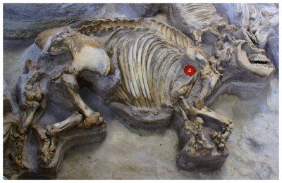 Ashfall - fossil rhinos