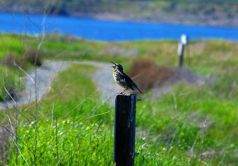 Western_Meadowlark_0.jpg