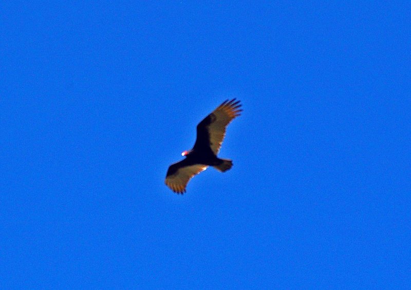 Turkey_Vulture.jpg